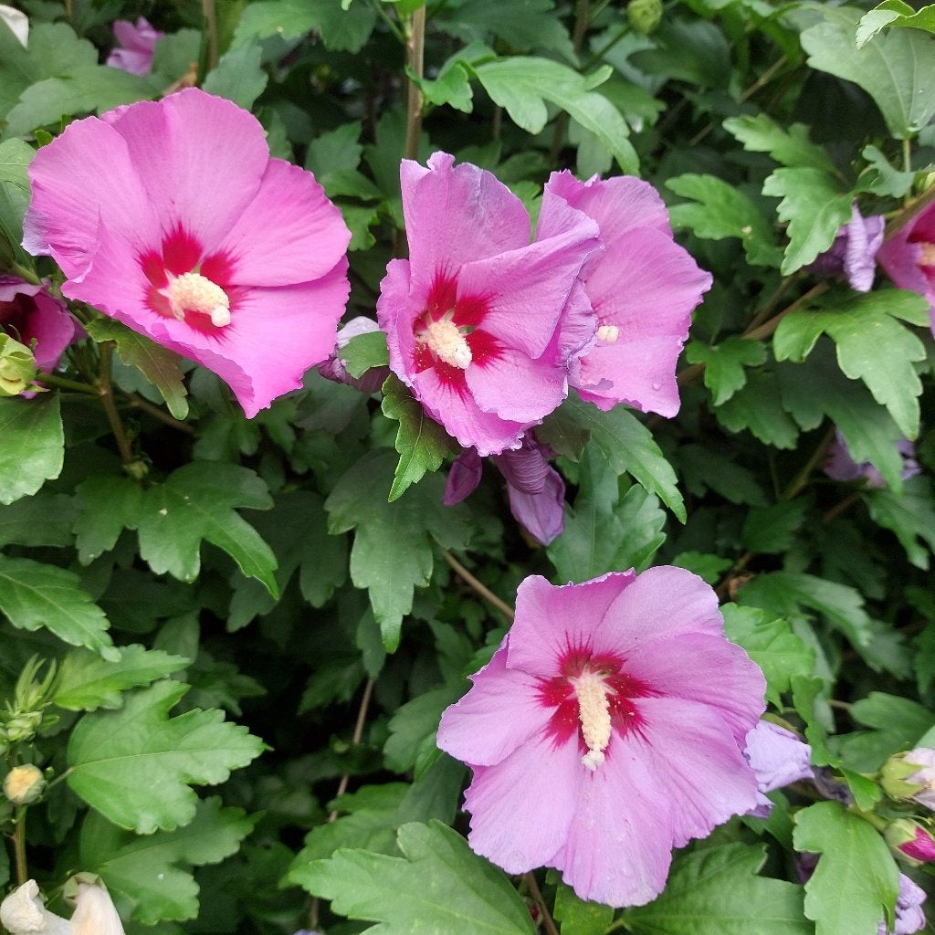 Hibiscus struiken/planten, Overige soorten, Volle zon, Vaste plant, Ophalen of Verzenden