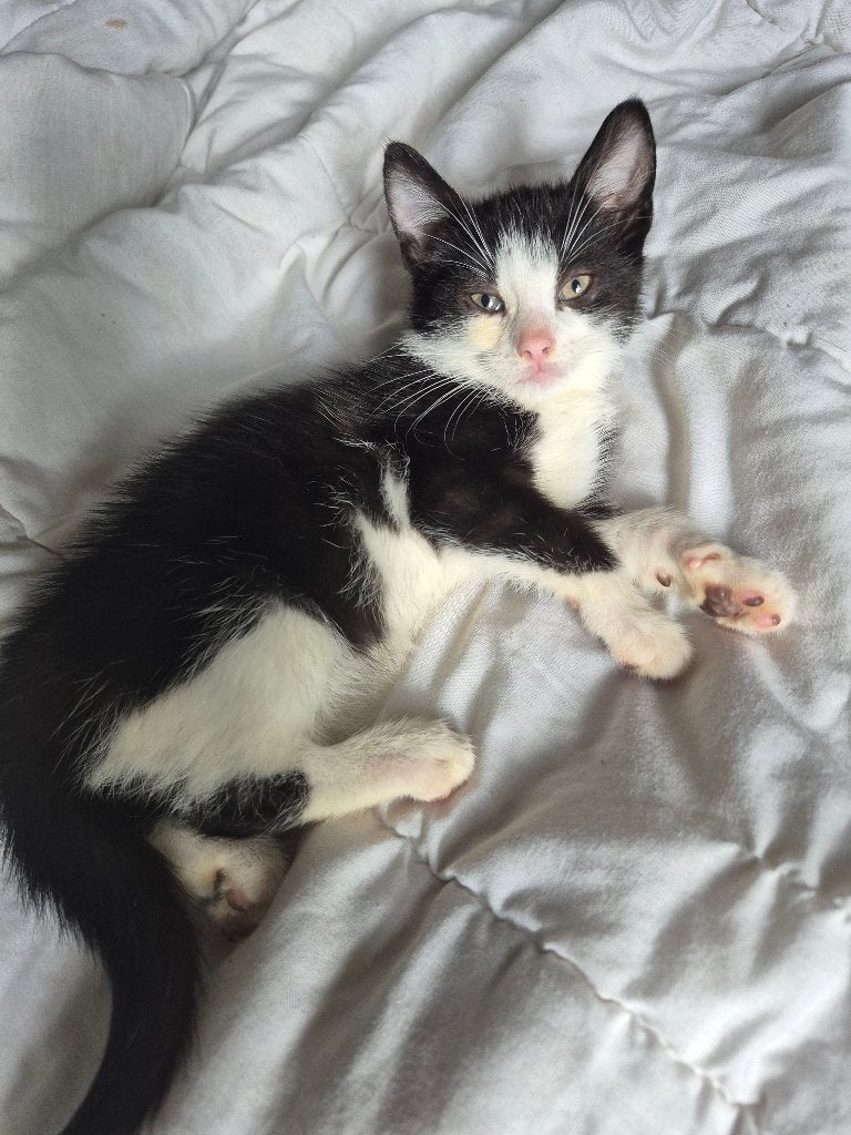 Mannelijke kitten, Dieren en Toebehoren, Katten en Kittens | Overige Katten, Kater, Kortharig, 0 tot 2 jaar