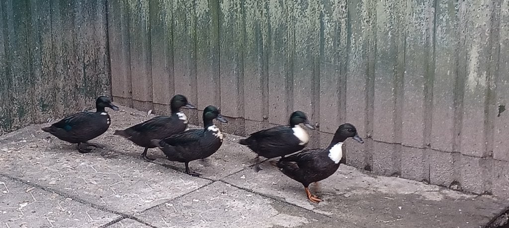 Eenden, Dieren en Toebehoren, Pluimvee, Meerdere dieren, Eend