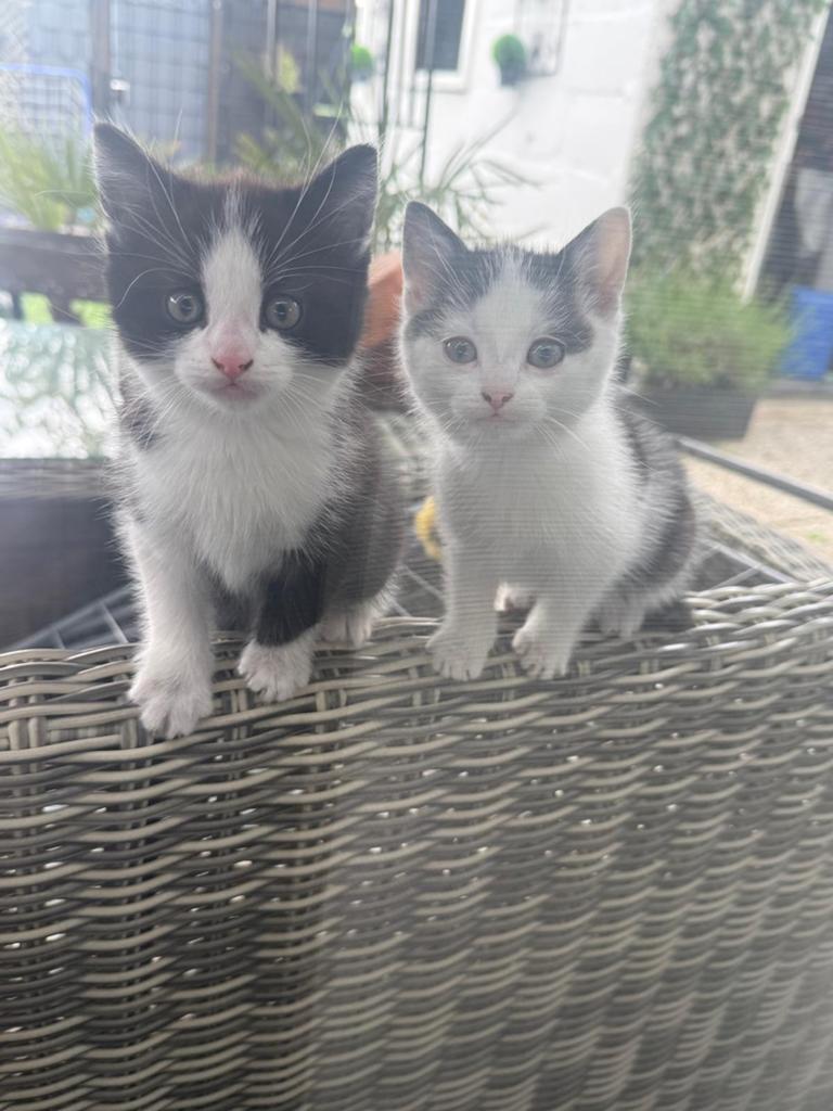 Kittens te koop, Meerdere dieren