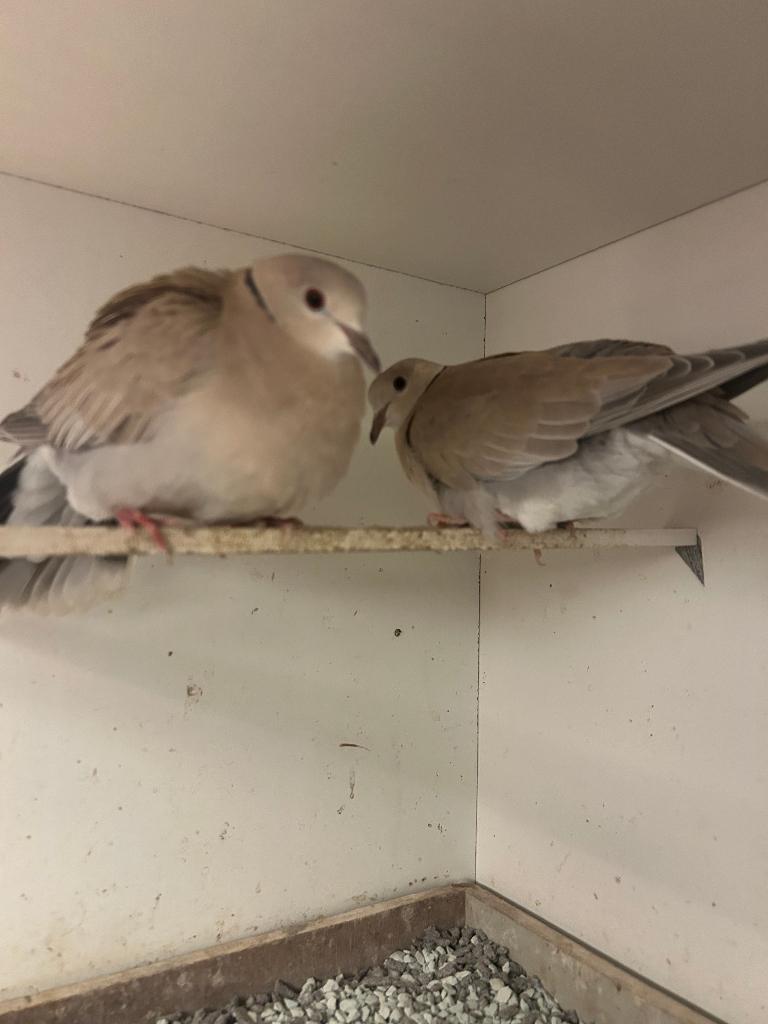 Lachduif 2x duivin wildkleur, Dieren en Toebehoren, Vogels | Duiven, Vrouwelijk, Tortelduif