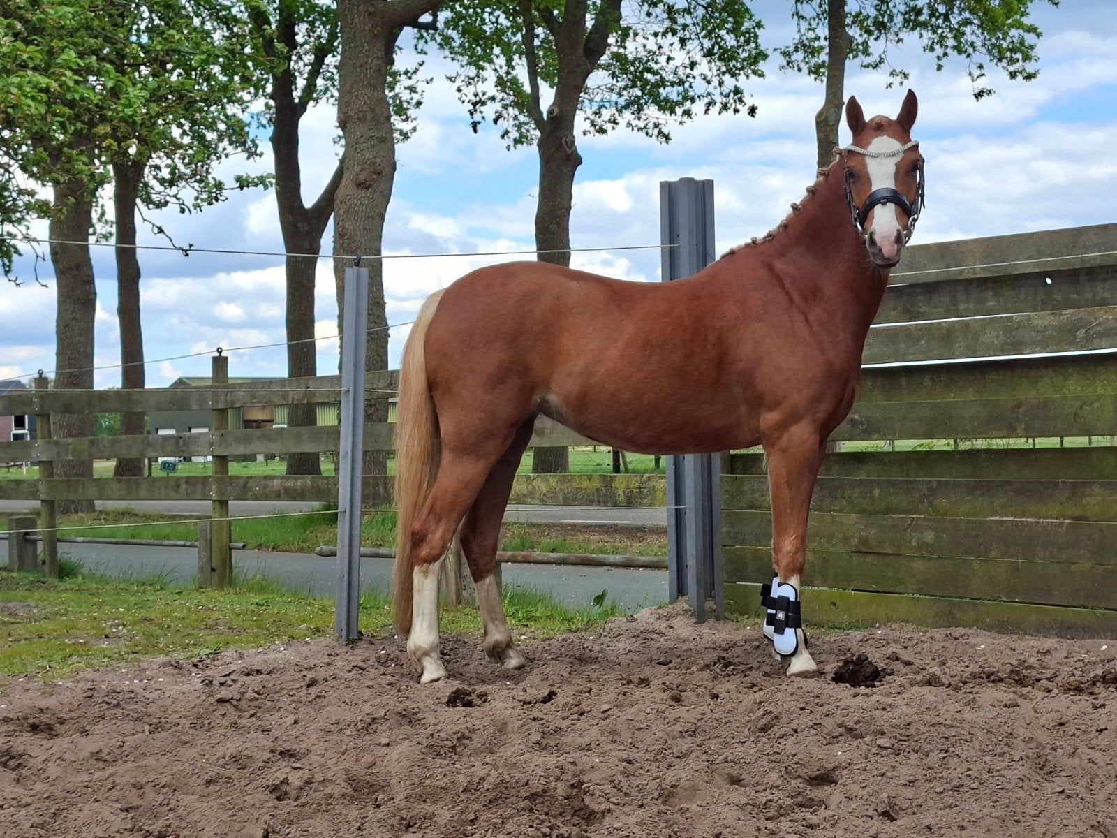 Welsh B merrie zoekt 5️, Dieren en Toebehoren, Pony's, Merrie, 3 tot 6 jaar