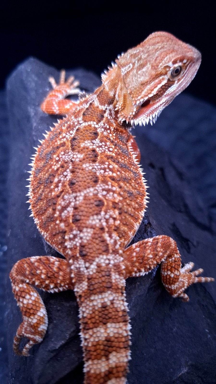 50% Red Monster het. HypoTrans vrouwtje baardagaam, Dieren en Toebehoren, Reptielen en Amfibieën, Hagedis, 0 tot 2 jaar