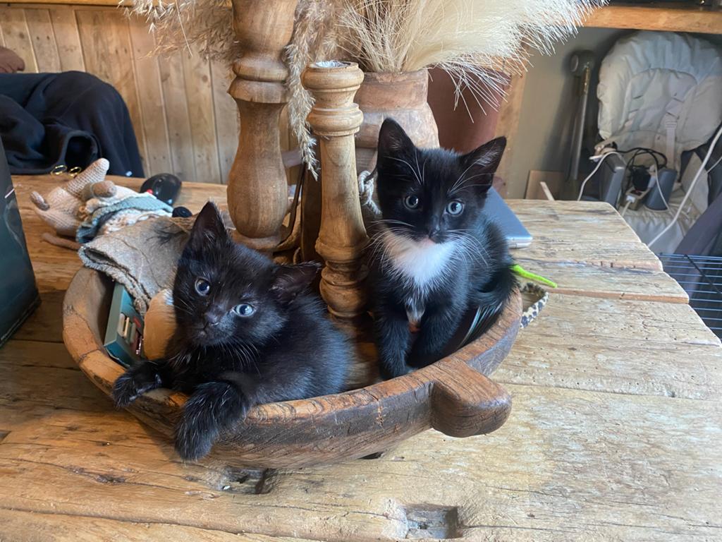 Nog 2 katertjes. Ingeënt en ontwormd., Kater, Kortharig, 0 tot 2 jaar