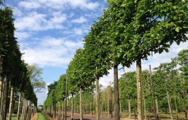 Leibomen: Leilinde en Groenblijvende Leilaurier, Tuin en Terras, Planten | Bomen, Ophalen of Verzenden, Halfschaduw, Overige soorten