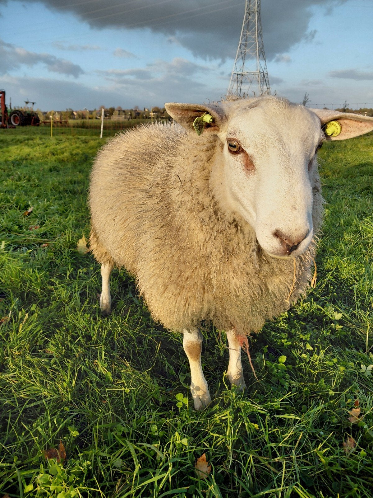 Swifter ram, Dieren en Toebehoren, Mannelijk, Schaap