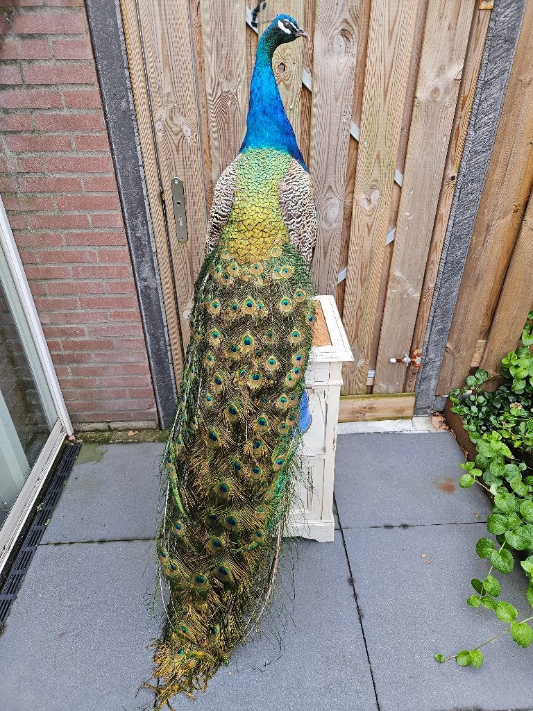 Prachtige nieuw opgezette blauwe Pauw met lange staart, Verzamelen, Ophalen, Nieuw, Vogel, Opgezet dier