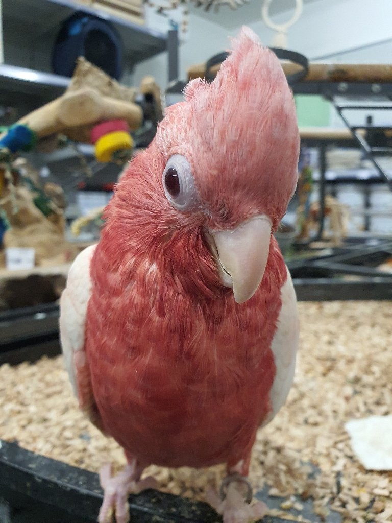 Super lieve Rosé kaketoes beschikbaar, Meerdere dieren, Papegaai, Geringd