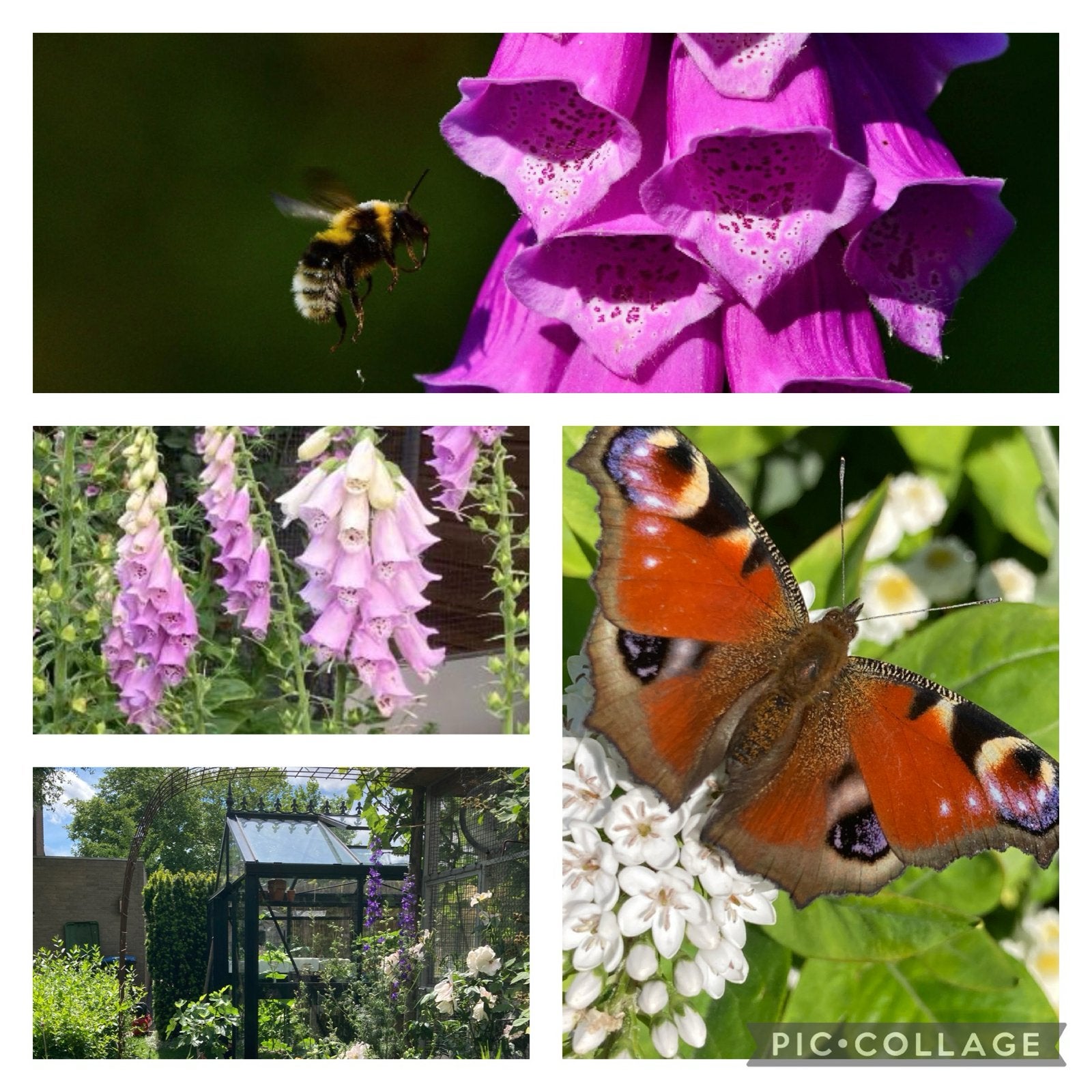 Tuinplanten in P9 potje - Diverse soorten, Ophalen, Vaste plant, Overige soorten, Halfschaduw