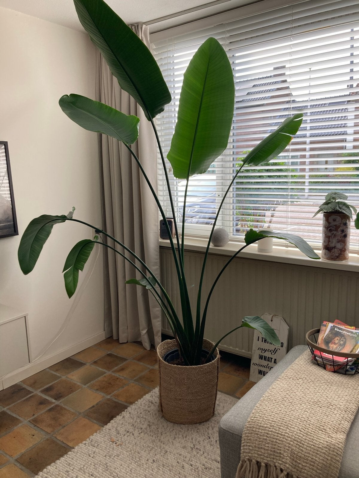 Grote Strelitzia Nicolai - Paradijsvogelplant in pot, Huis en Inrichting, Ophalen, Overige soorten, In pot, 150 tot 200 cm