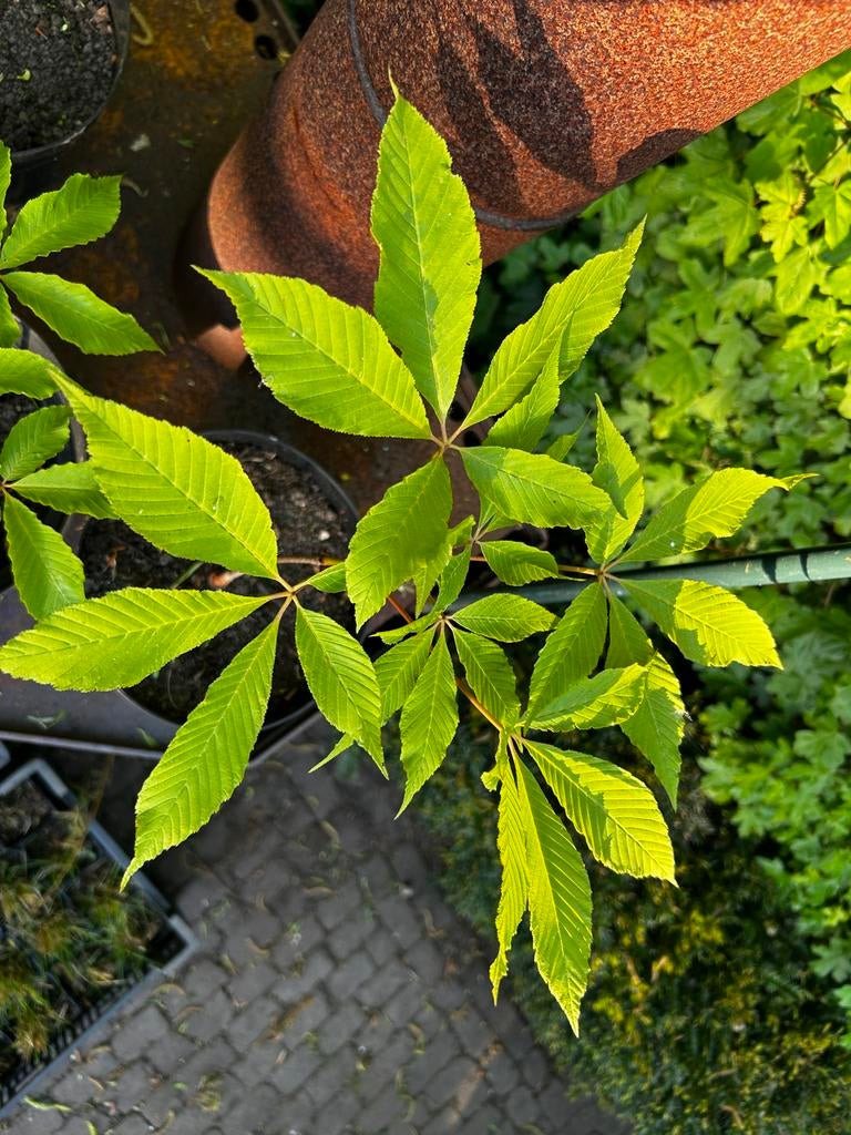 3x Aesculus mutabilis ‘Penduliflora’ 20-30 cm - Hangende Paa, Tuin en Terras, Planten | Bomen, Minder dan 100 cm, Volle zon, Lente