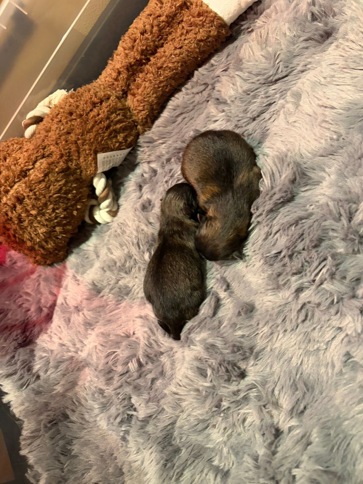 Pomeriaan pup, Overige rassen, 8 tot 15 weken, Meerdere, Meerdere dieren