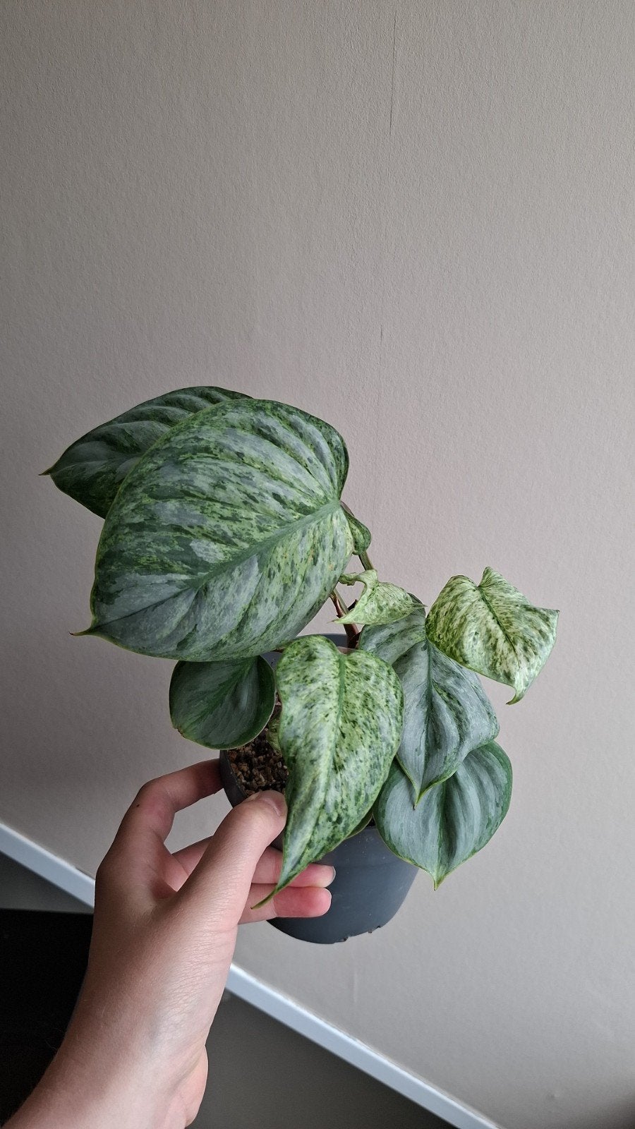Philodendron sodiroi variegata, Huis en Inrichting, Kamerplanten, Ophalen of Verzenden
