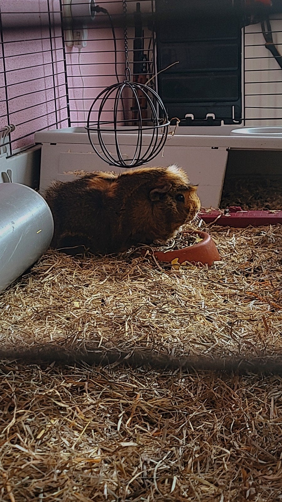 Lieve Cavia's, Januari, Mannelijk, Cavia