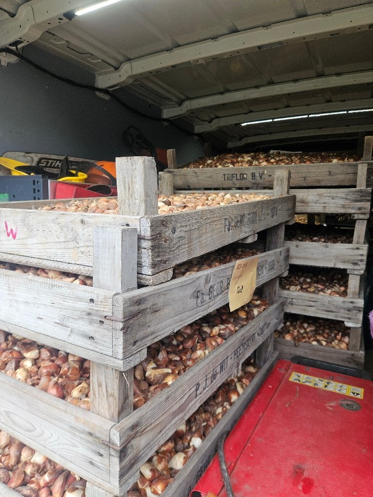Tulpenbollen, Ophalen, Najaar, Volle zon, Bloembol