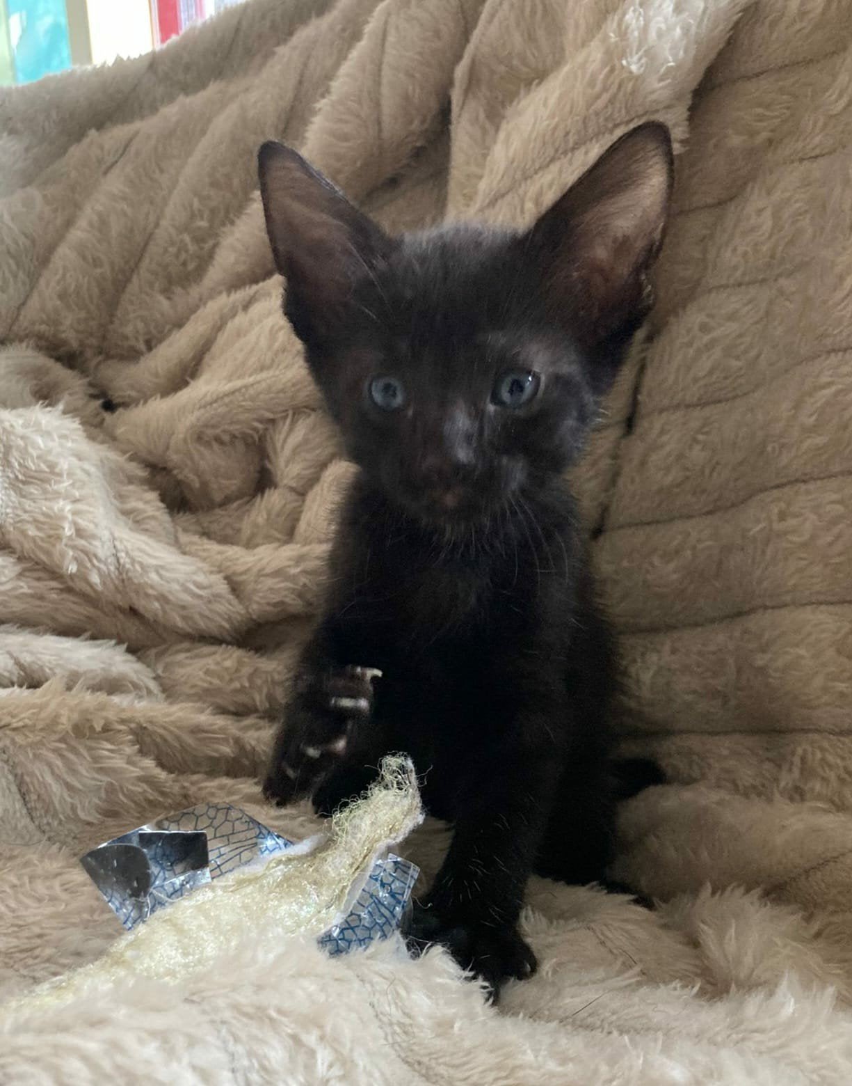 Oosters Korthaar (mix) Kitten▪Beschikbaar in herfstvakantie!, Dieren en Toebehoren, Katten en Kittens | Raskatten | Korthaar, Poes
