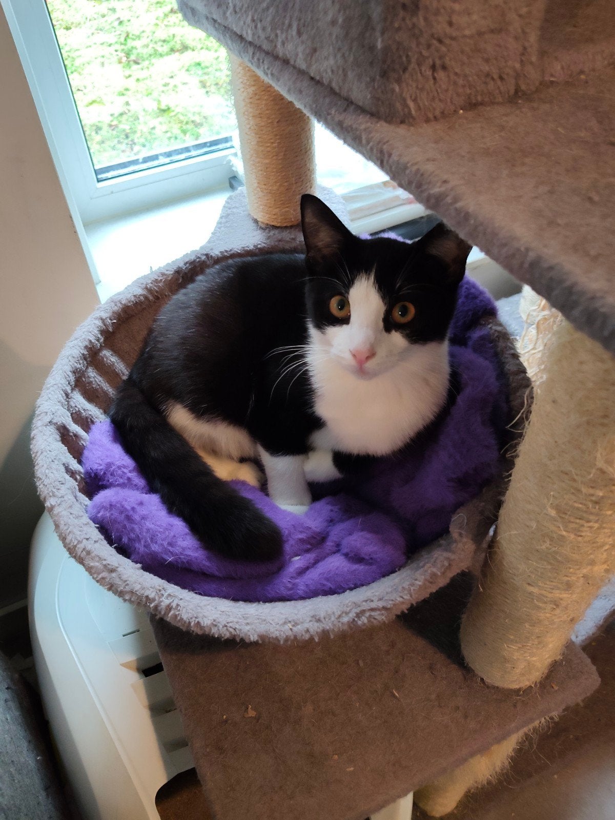 Lieve Dotje (5 maanden) zoekt een fijn thuis!, Dieren en Toebehoren, Poes, Kortharig, 0 tot 2 jaar