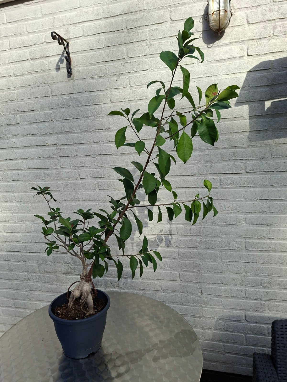 Prachtige Ficus Bonsai - Unieke Vorm, Huis en Inrichting, Ophalen, Ficus, Halfschaduw, In pot
