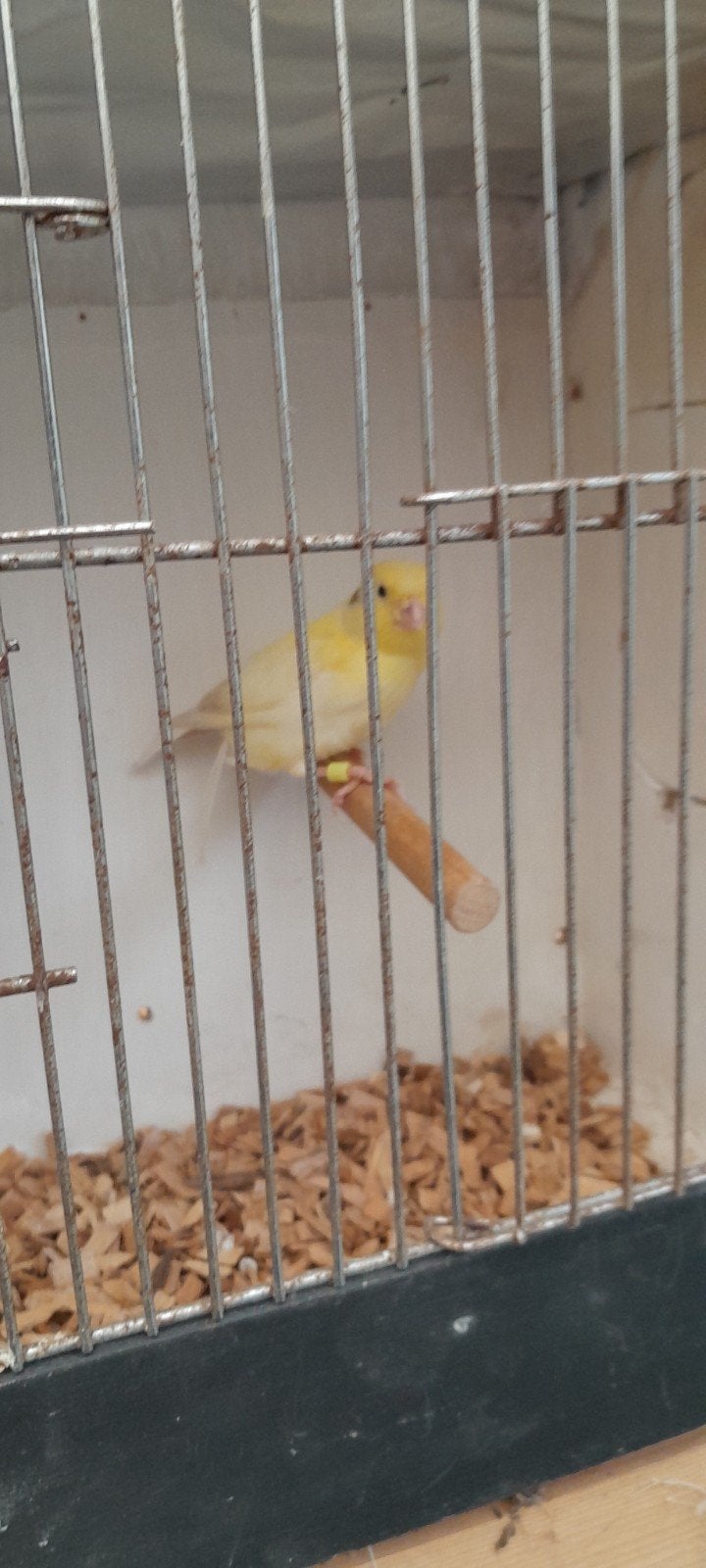 kanarie's, Dieren en Toebehoren, Vrouwelijk, Zangkanarie