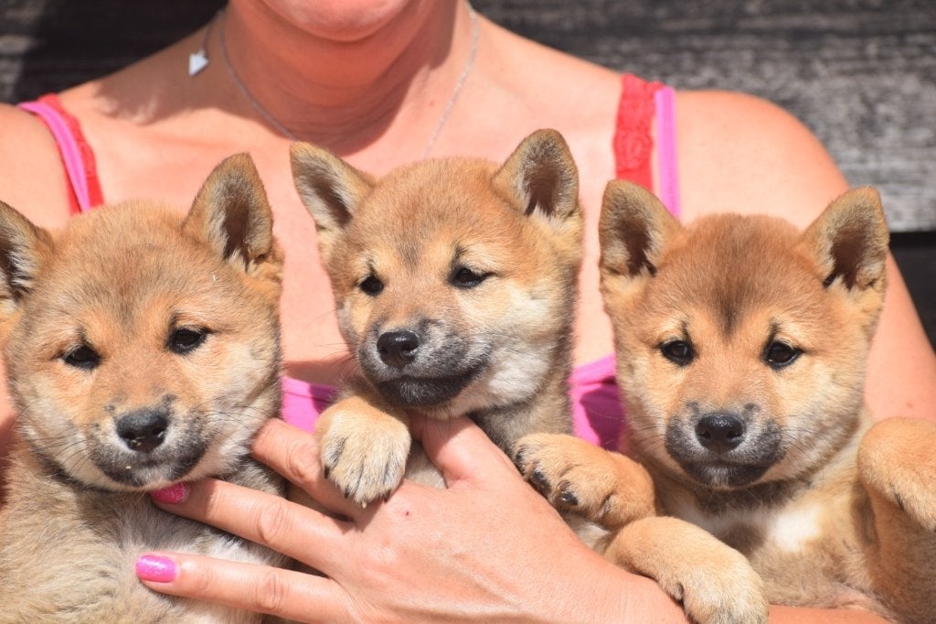 Shiba inu pups nieuw nestje, 15 weken tot 1 jaar, Buitenland, Poolhond, Meerdere