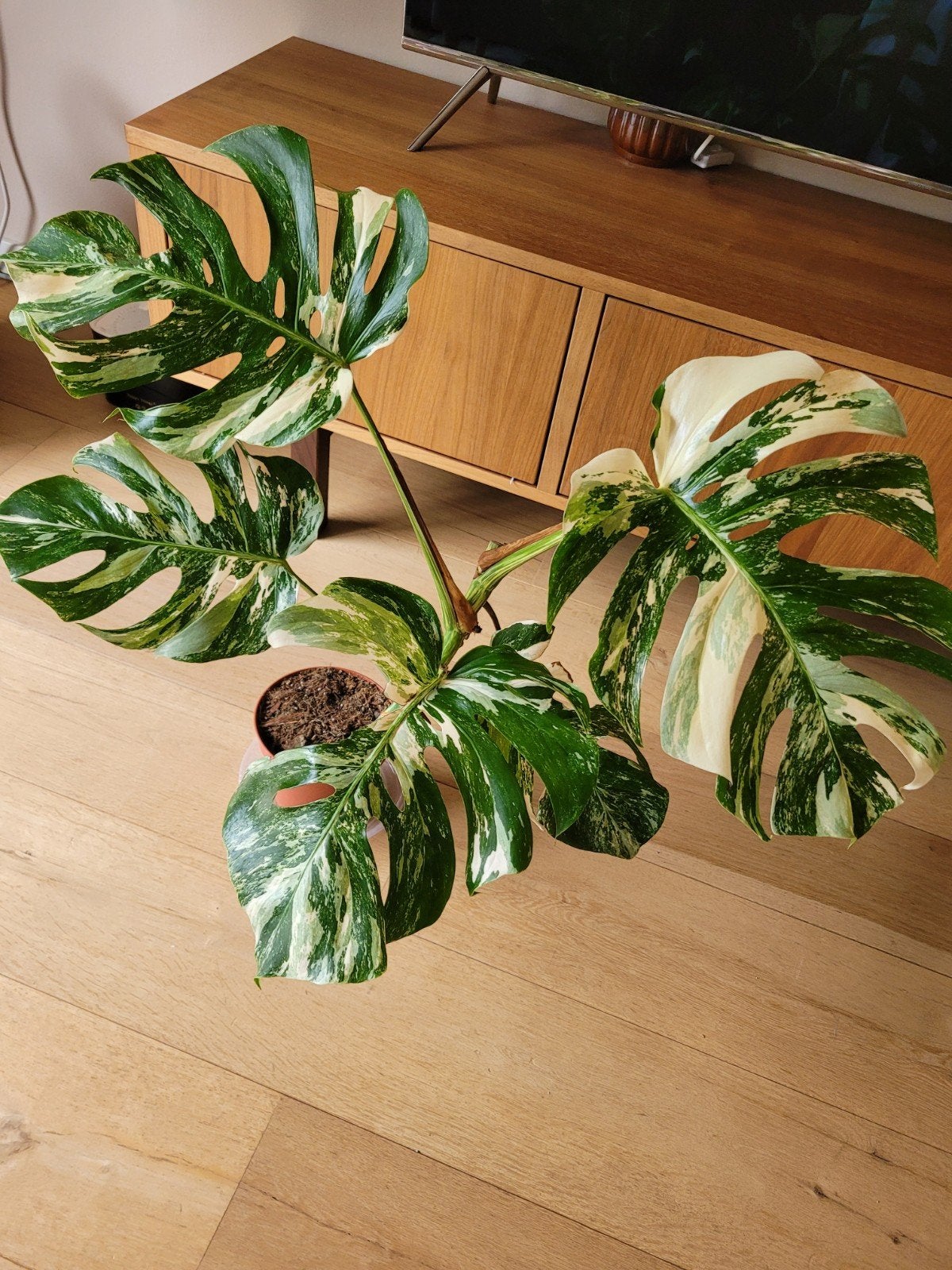 monstera albo variegata, Huis en Inrichting, Ophalen, Halfschaduw, Minder dan 100 cm