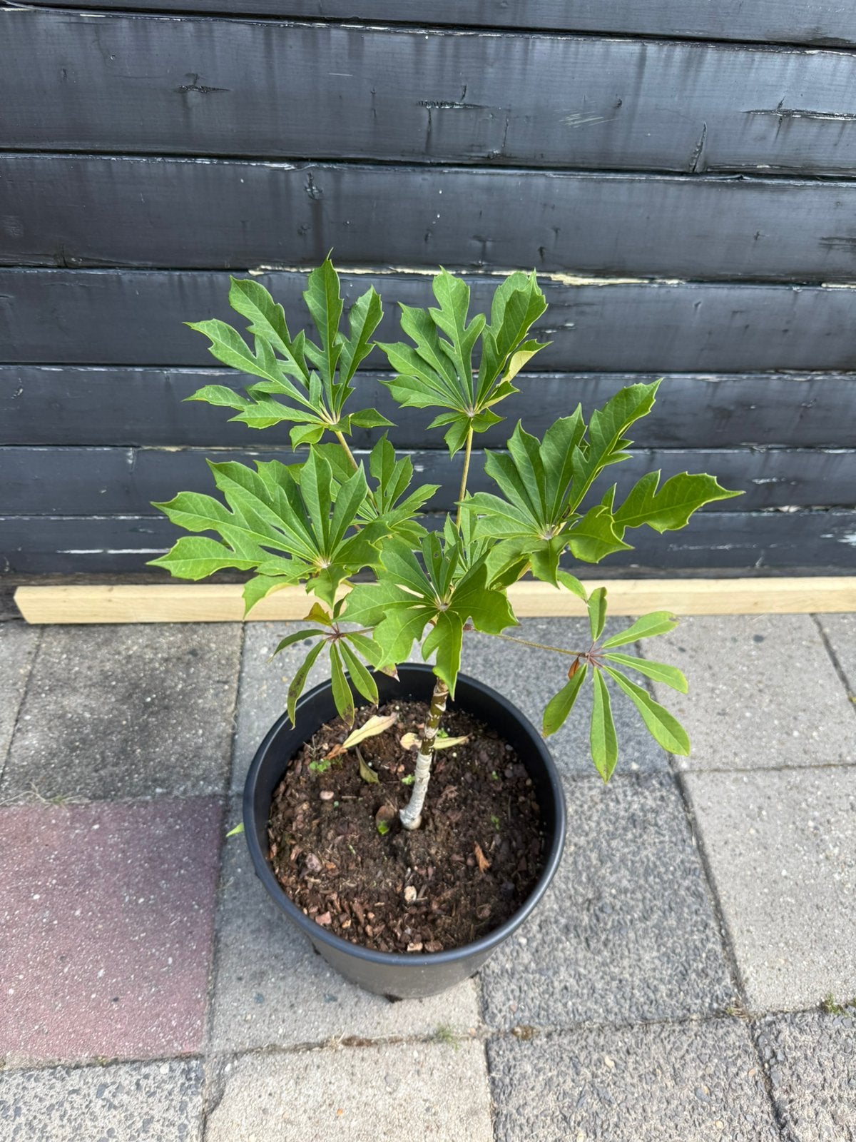 Schefflera Rhododendrifolia, Ophalen of Verzenden, Overige soorten, Volle zon