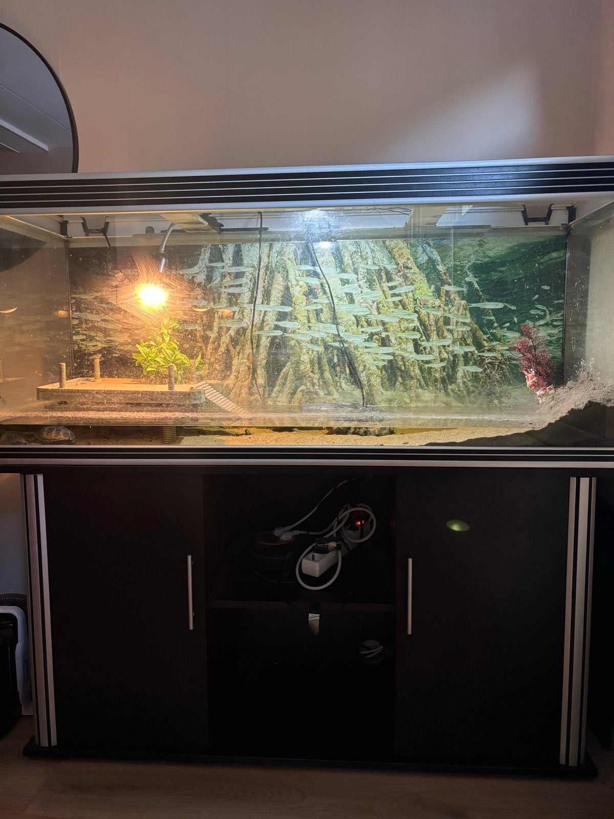 terrarium + muskusschildpadden, Ophalen, Aquariummeubel