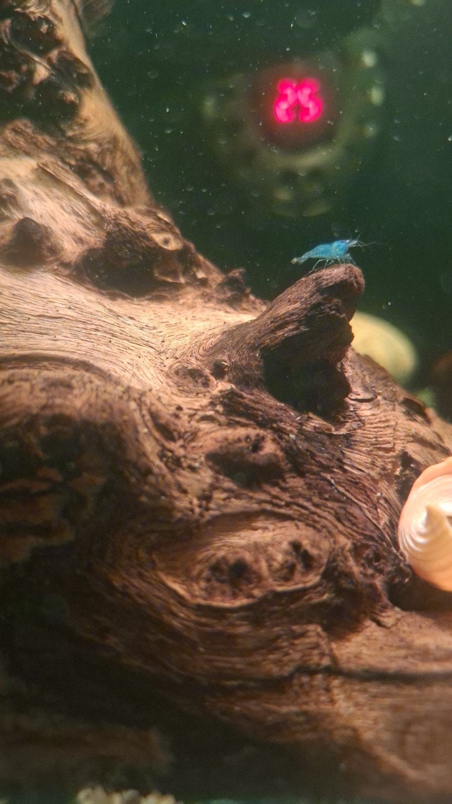 🦐 Blue Dream garnalen 🦐, Kreeft, Krab of Garnaal, Zoetwatervis