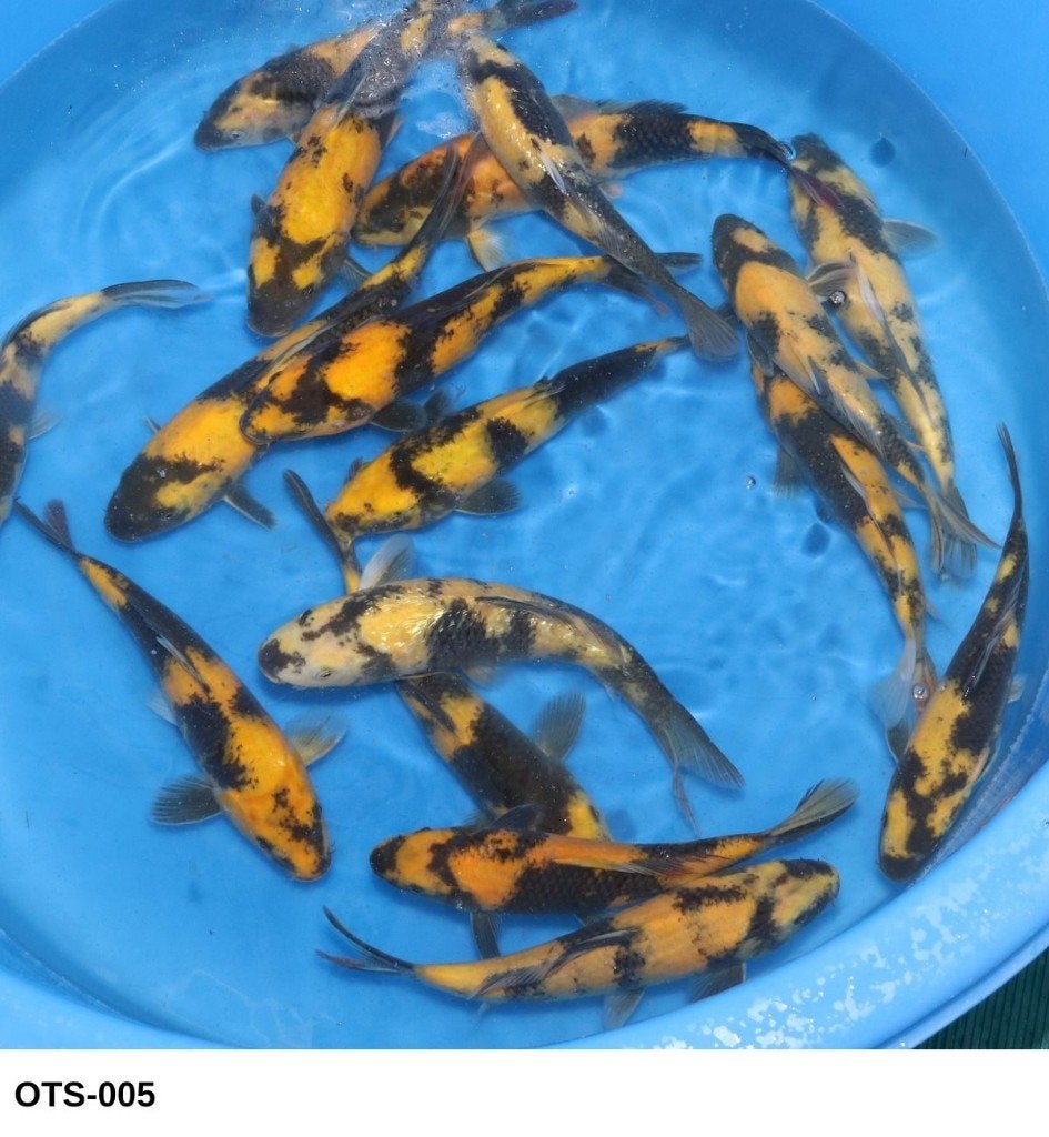 Nisai Ki Utsuri 27-35cm, Dieren en Toebehoren, Vissen | Vijvervissen, Karper of Koi