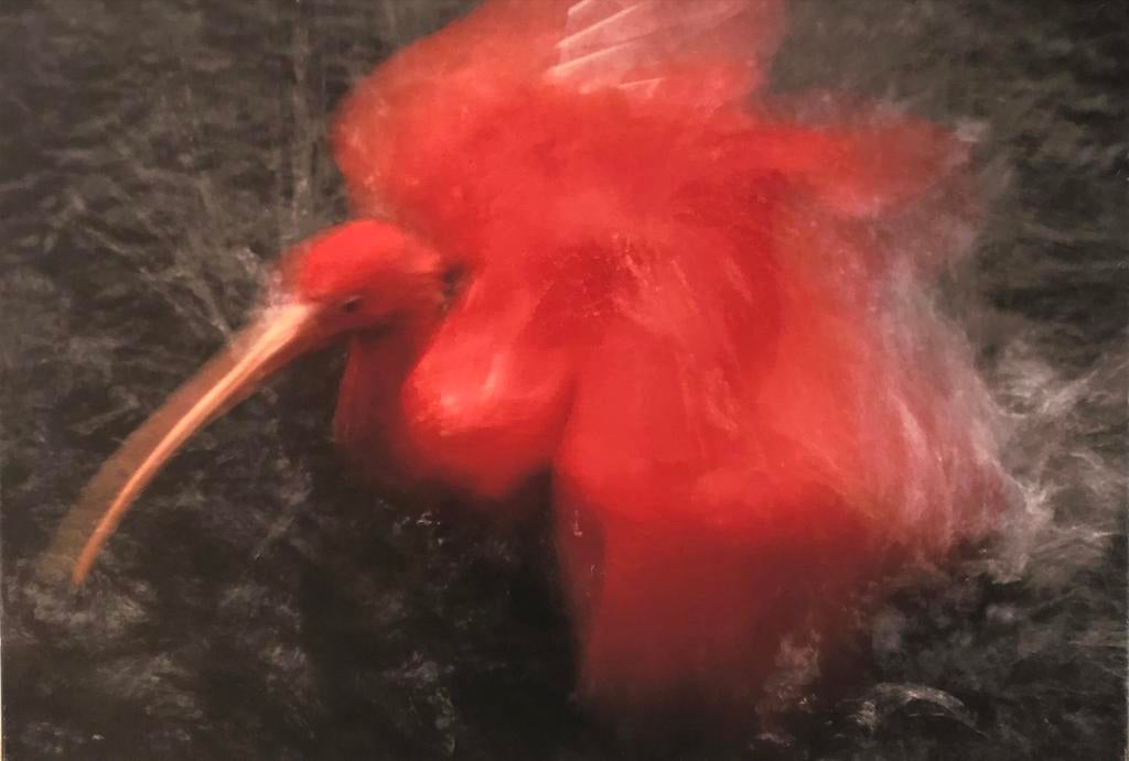 Rode Ibis print op Canvas, Ophalen, Zo goed als nieuw