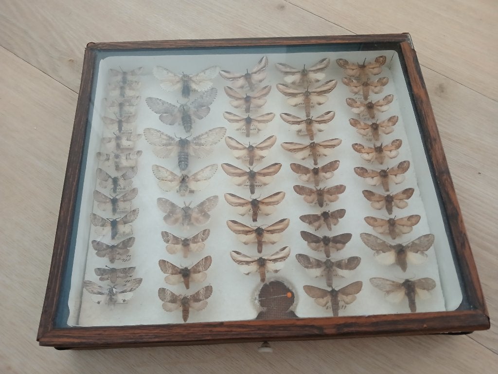 Vlinderverzameling in houten vitrine, Ophalen, Gebruikt, Insect, Opgezet dier