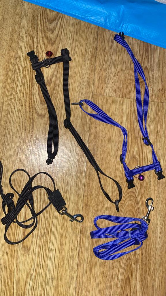 2 konijnen tuigjes met riem in zwart en blauw, Ophalen of Verzenden