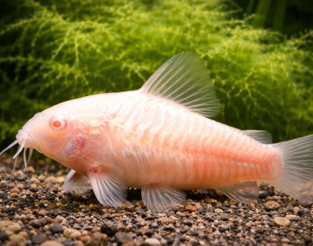 Kweek groep Corydoras, Ophalen of Verzenden