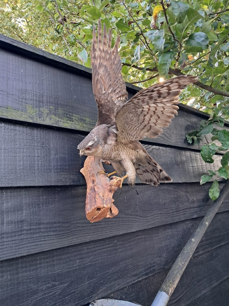 Opgezette SPERWER, Verzamelen, Ophalen, Zo goed als nieuw, Vogel, Opgezet dier
