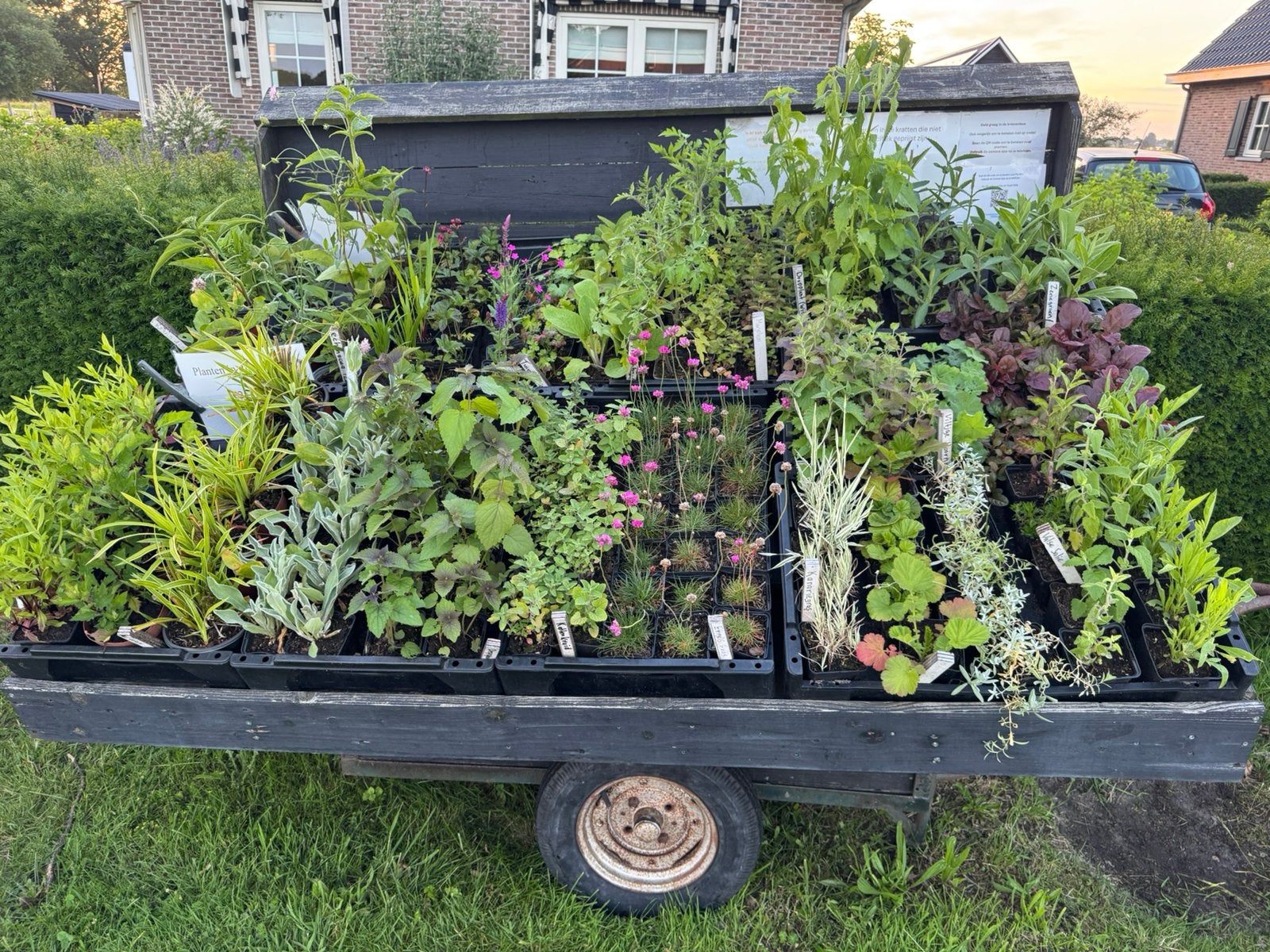 Vaste planten / plantenkraam, Ophalen, Overige soorten, Volle zon