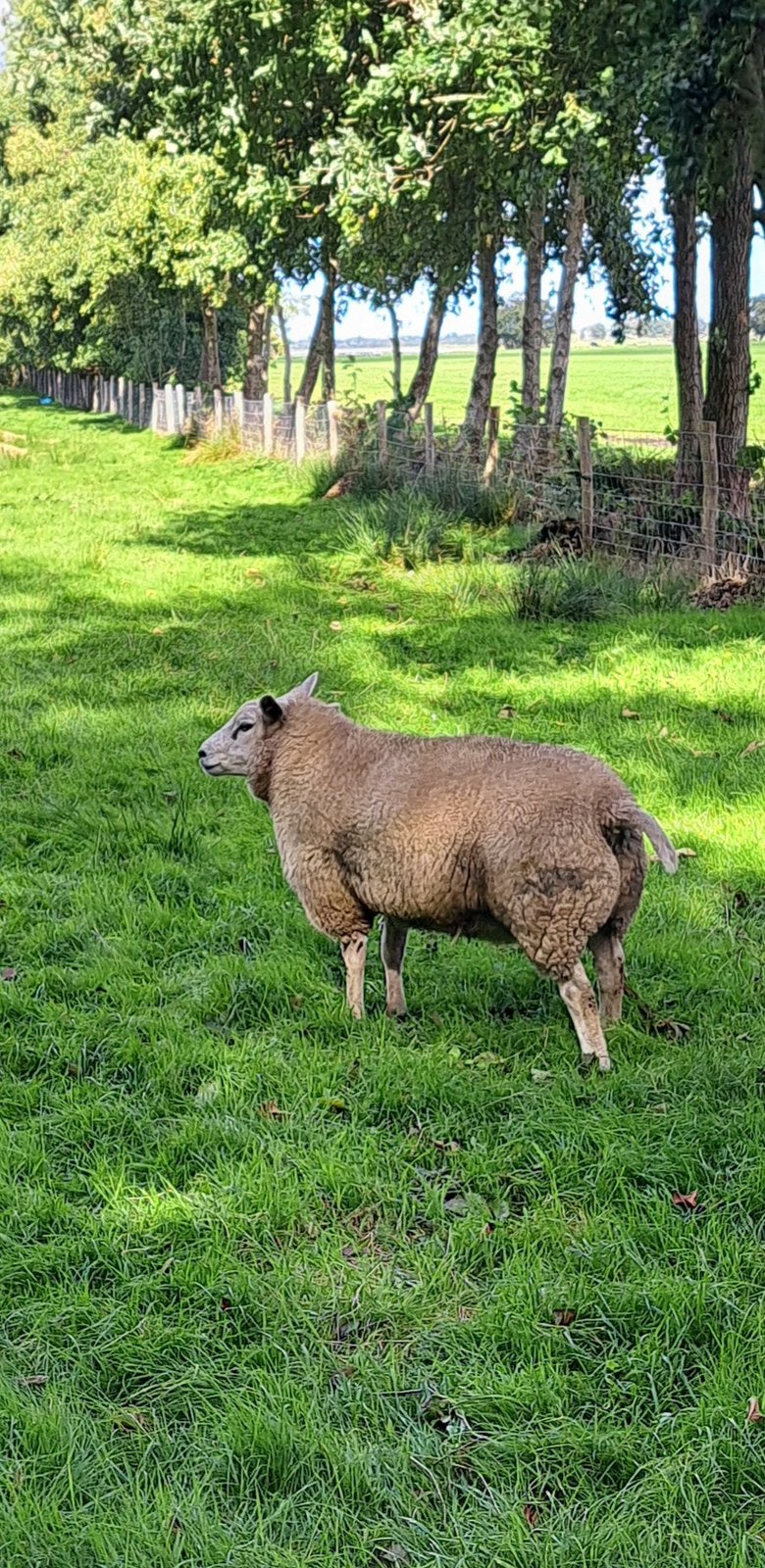 Dekram, Dieren en Toebehoren, Mannelijk, Schaap