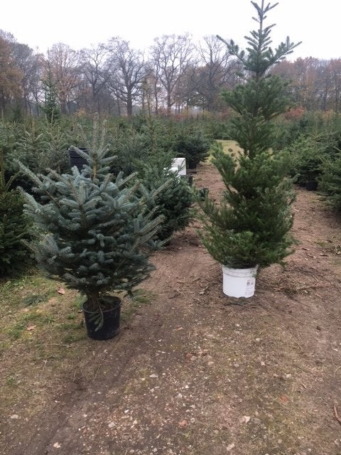 kerstbomen, Ophalen of Verzenden