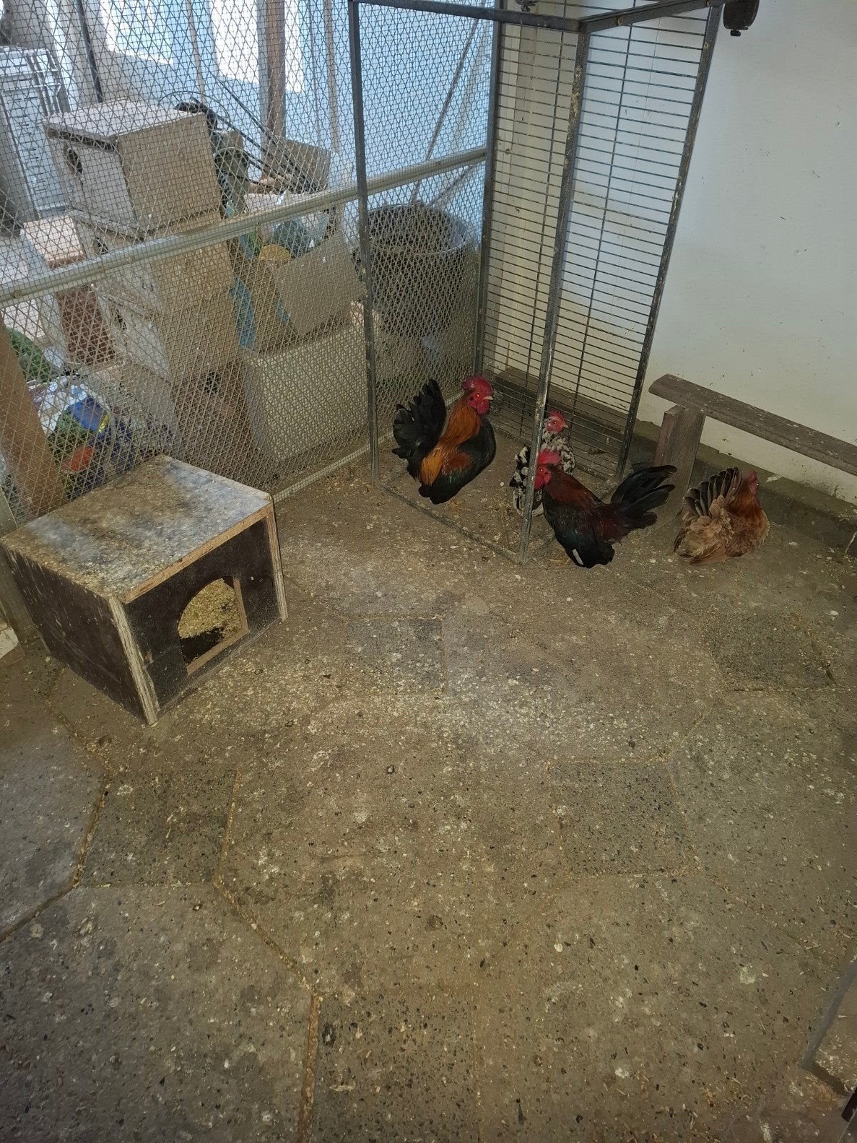 serama hen en haan gratis, Meerdere dieren, Kip