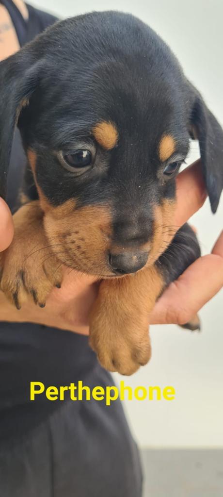Kleine Pertephone wil naar huis, Dieren en Toebehoren, Honden | Niet-rashonden, Nederland, 15 weken tot 1 jaar, Handelaar, Teef