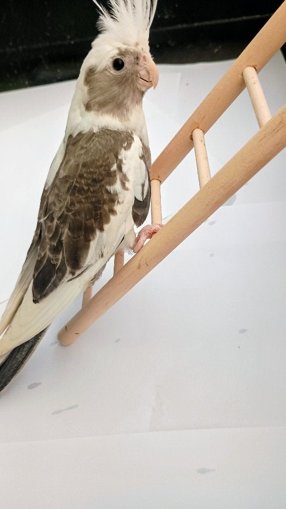 Valkparkiet met kooi, Dieren en Toebehoren, Vogels | Parkieten en Papegaaien, Vrouwelijk, Parkiet
