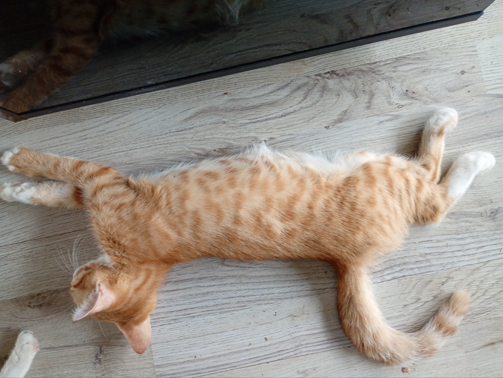 kittens te koop aangeboden, Meerdere dieren