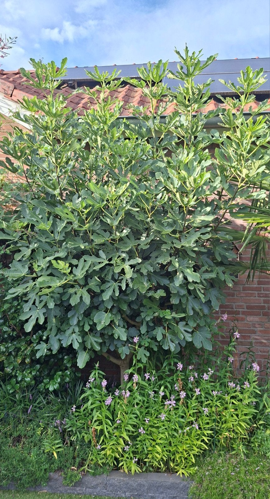 vijgenboom, Ophalen, Overige soorten, 250 cm of meer