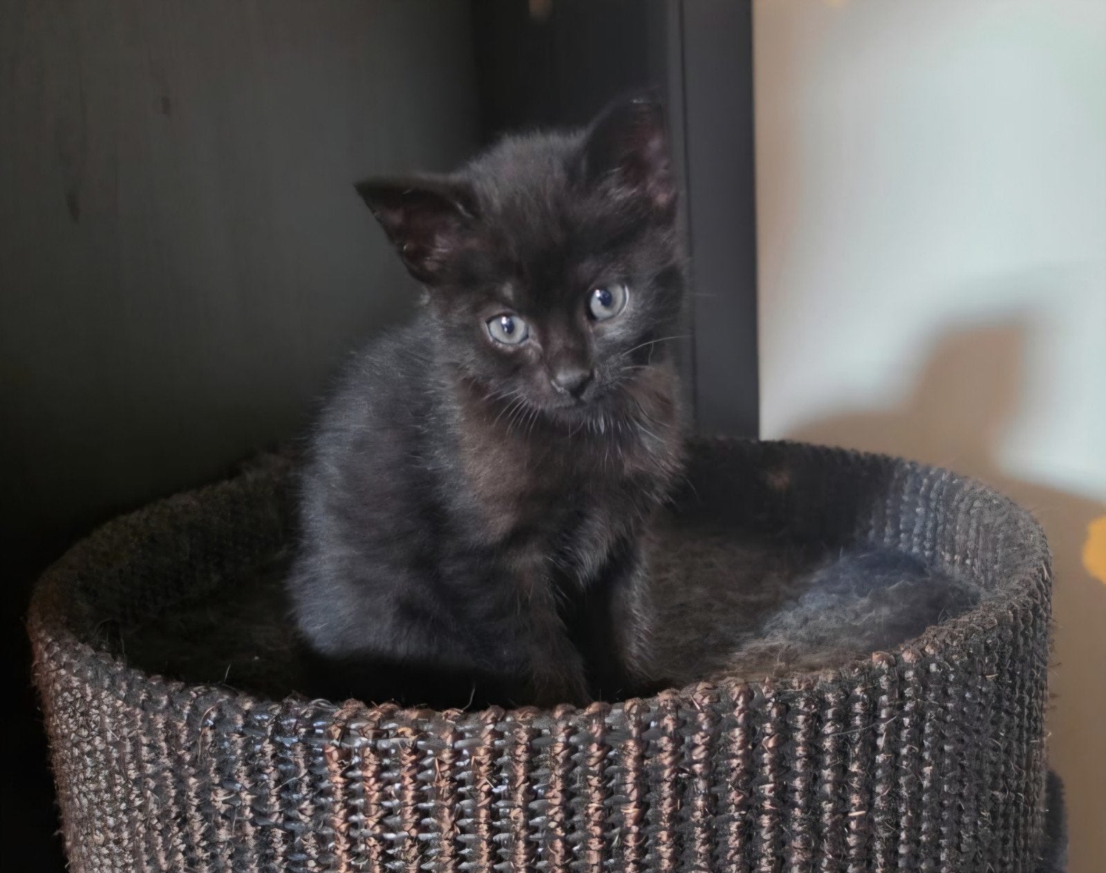 super lieve aanhankelijke kittens, Meerdere dieren