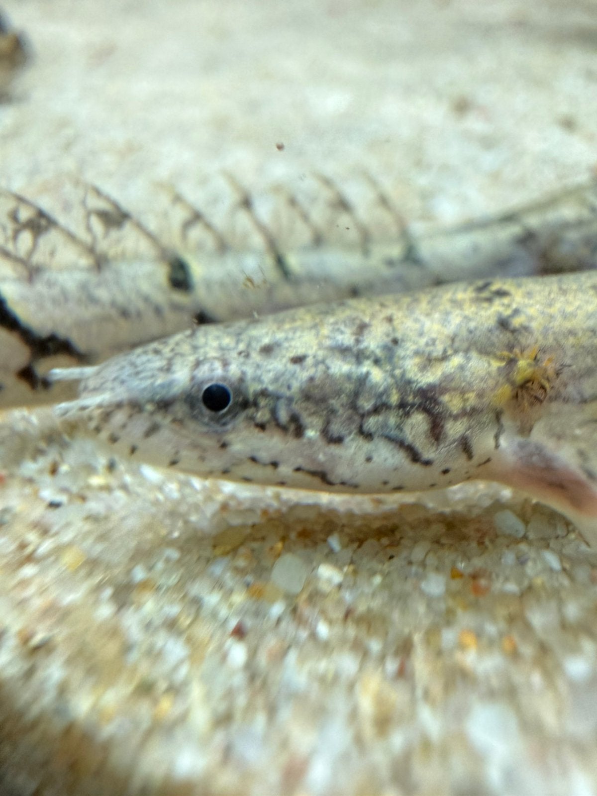 Polypterus delhezi | Bichir |, Dieren en Toebehoren, Ophalen of Verzenden