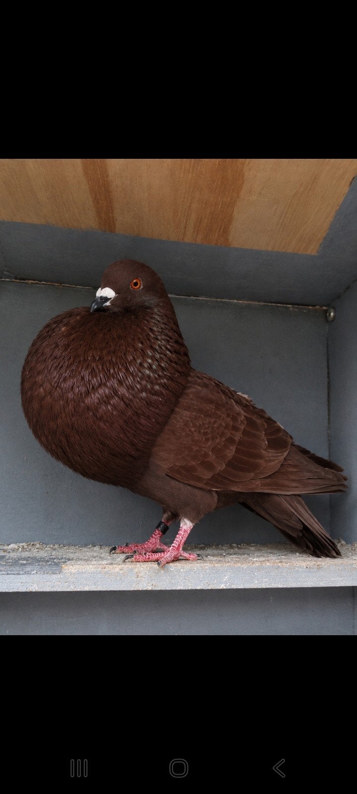 Gaditano Doffer, Mannelijk, Kropper