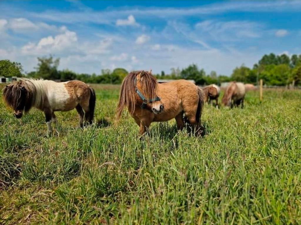 Pension plek vrij in Beers voor shetlander / pony, Dieren en Toebehoren, Stalling en Weidegang