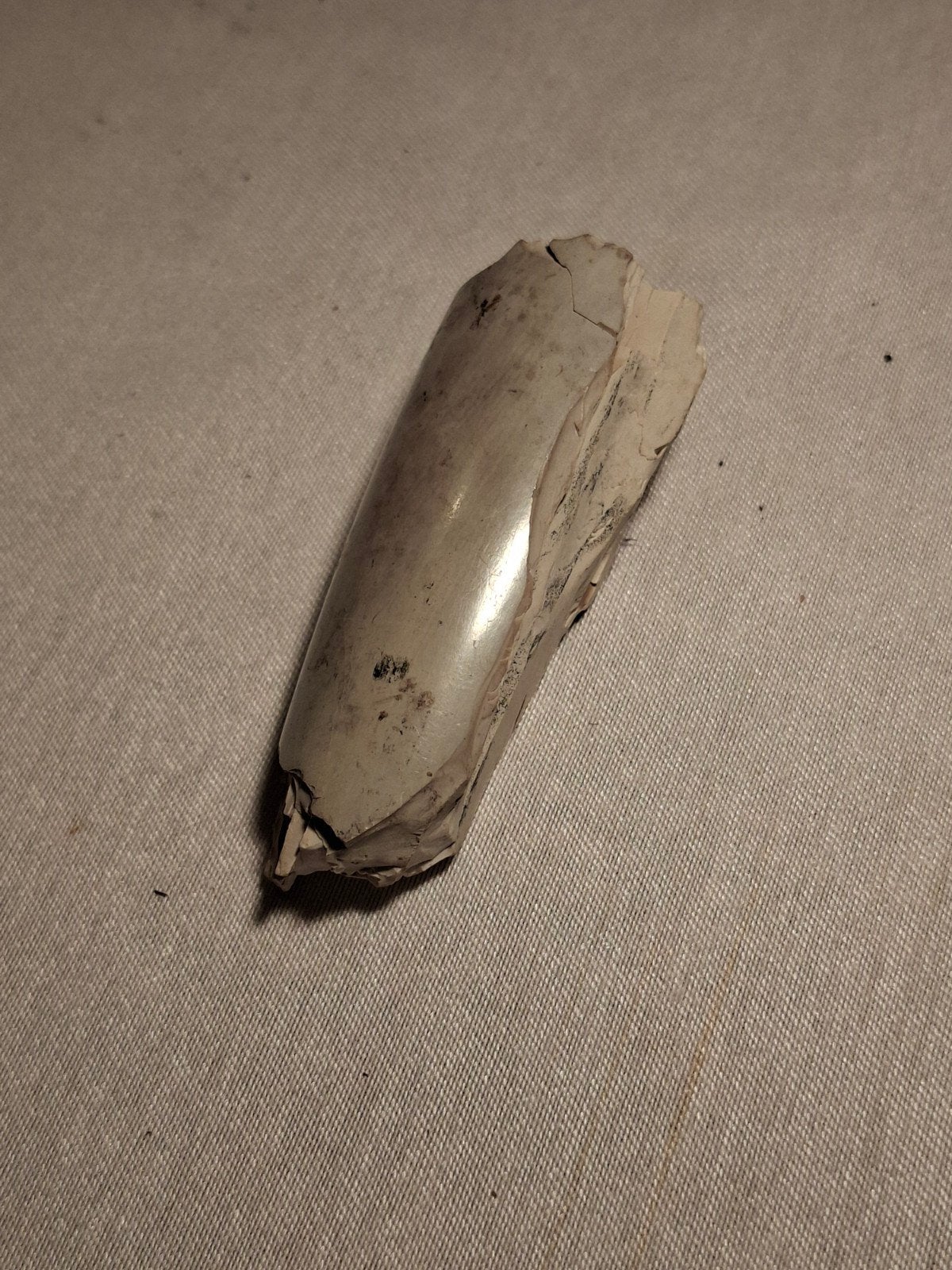 stukje klow van prehistorische dier, Ophalen of Verzenden