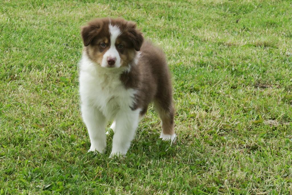 Leuke Australian Shepherd pups, Parvo, Nederland, 8 tot 15 weken, Meerdere