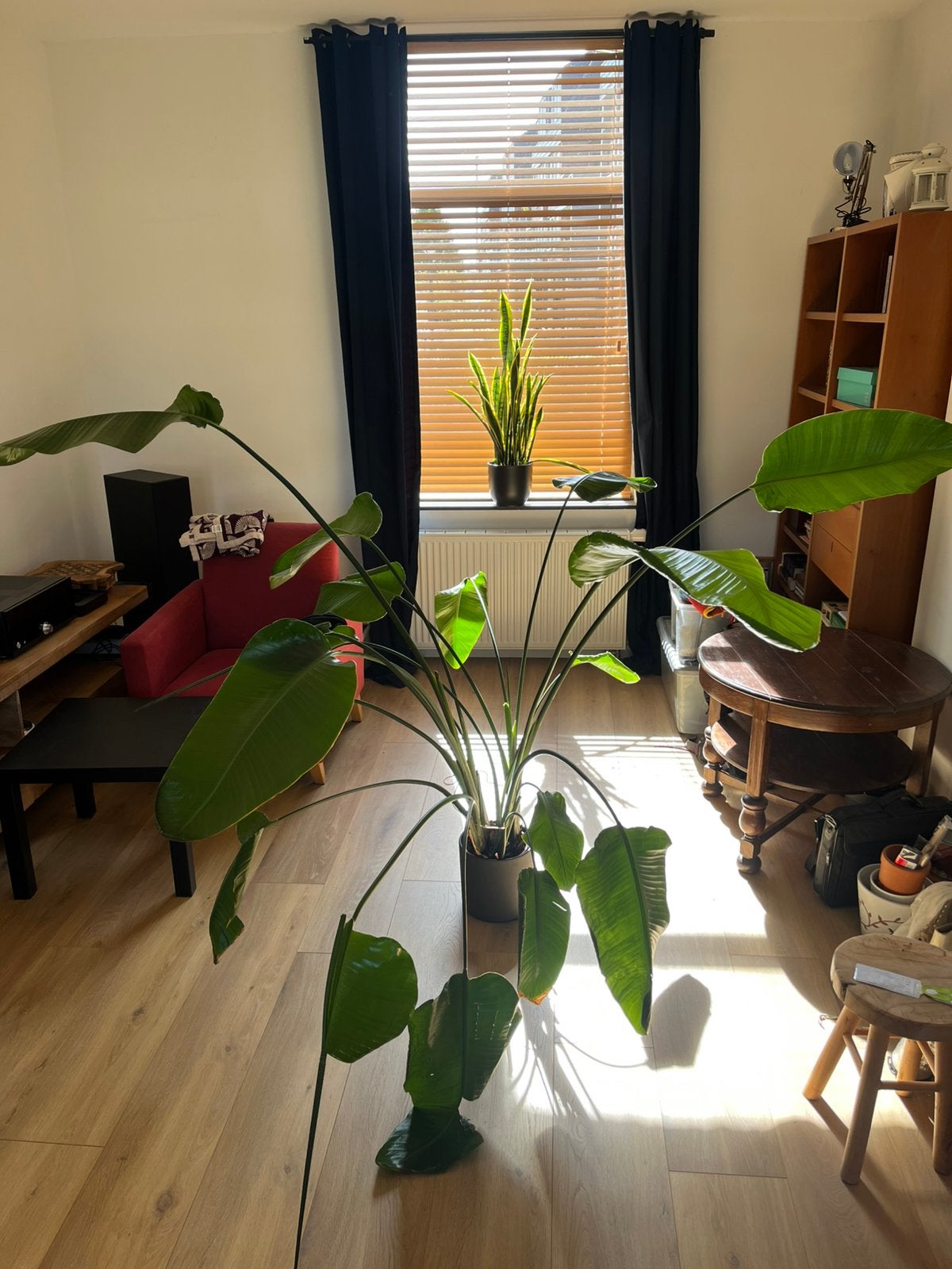 Strelizia Nicolai, Ophalen, Halfschaduw, 150 tot 200 cm
