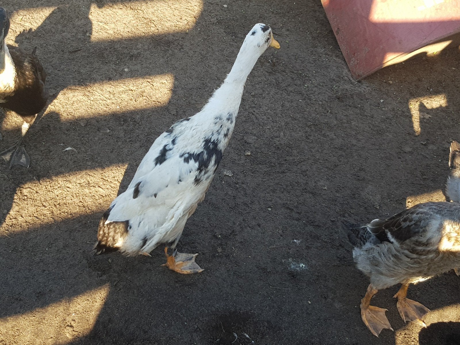 loopeenden woerden, Dieren en Toebehoren, Meerdere dieren, Eend